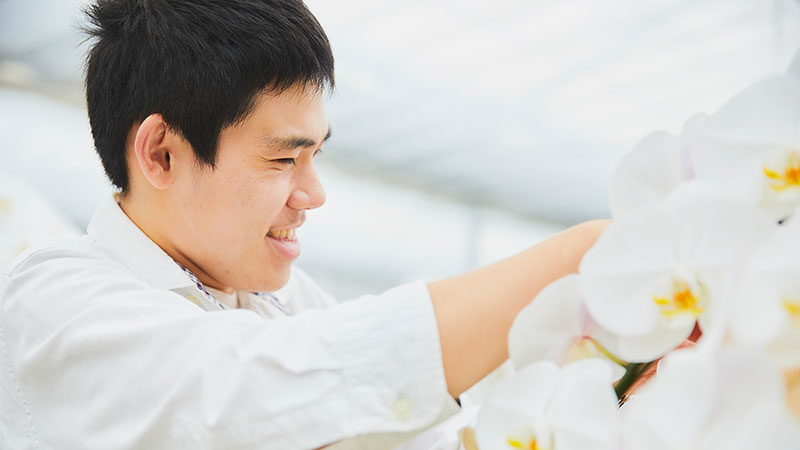 胡蝶蘭の花の向きを調整するスタッフ